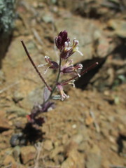 Streptanthus hispidus