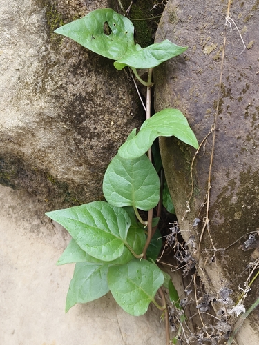 Basella alba