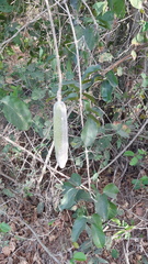 Adenocalymma inundatum