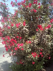 Nerium oleander