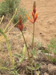 Erythrina leptorhiza