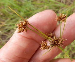 Rhynchospora harveyi