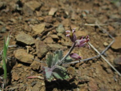Streptanthus hispidus