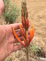Erythrina leptorhiza