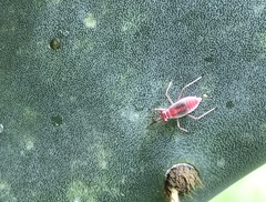 Hesperolabops gelastops