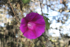Ipomoea orizabensis