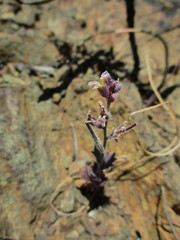 Streptanthus hispidus