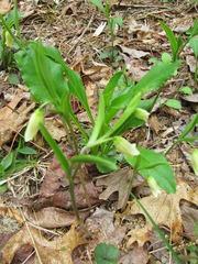 Uvularia puberula