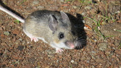 Peromyscus levipes