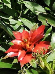 Guzmania lingulata