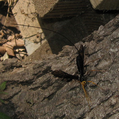 Megarhyssa atrata