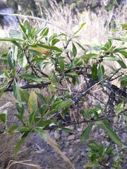 Dunalia brachyacantha