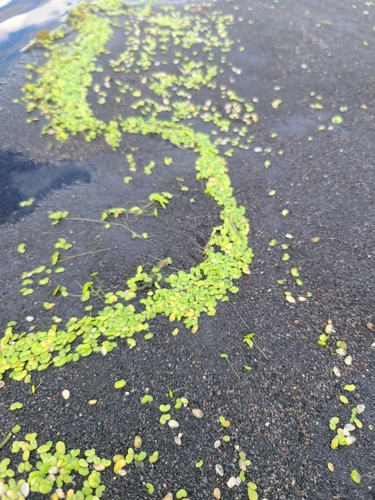 Image of Lemna Disperma (Lemna disperma) by (c) Vaughan Turner, some rights reserved (CC BY)