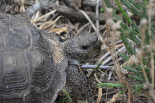 Texas Tortoise, Hidalgo County, US-TX, US, photo 6 of 10