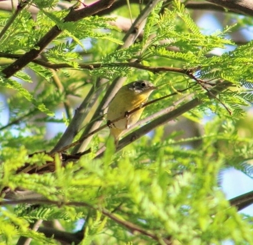 Virginia's Warbler (Leiothlypis virginiae), photo 7
