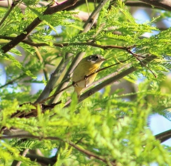 Virginia's Warbler illustration