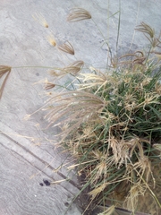 Poaceae