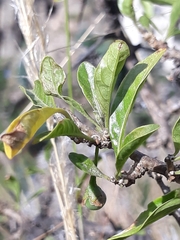 Dunalia brachyacantha