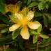 Hypericum frondosum - Photo (c) Bob O'Kennon, algunos derechos reservados (CC BY-NC), uploaded by Bob O'Kennon