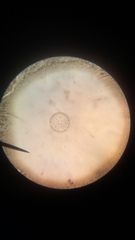 Coscinodiscophycidae