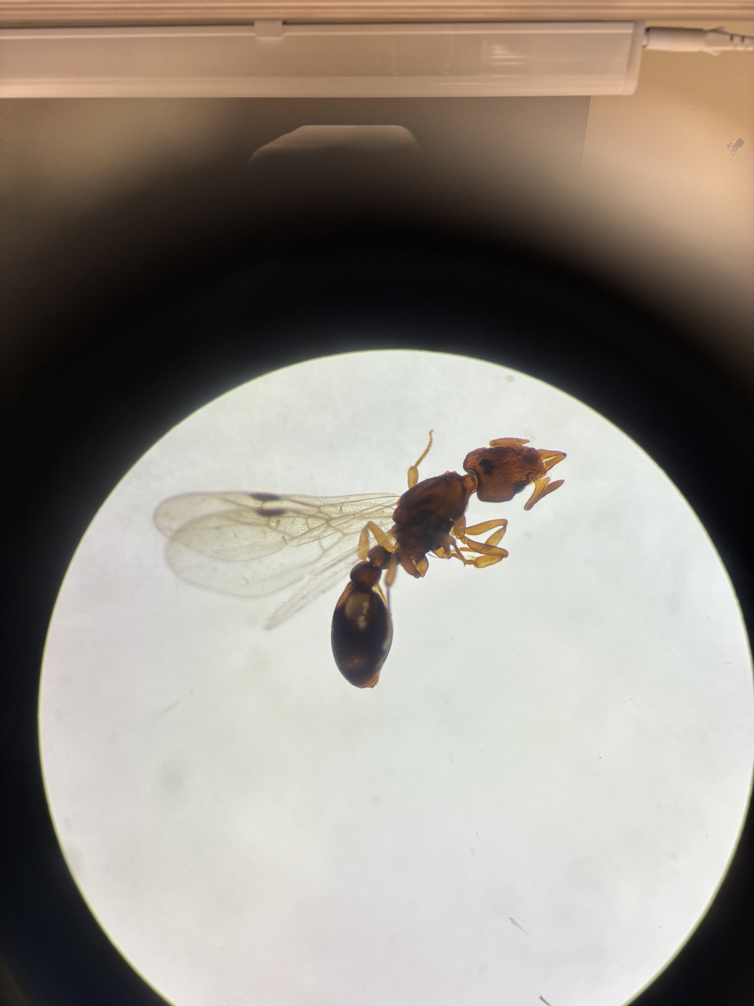 Colobostruma froggatti