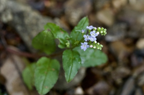 Trigonotis brevipes iNat (1)