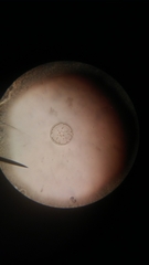 Coscinodiscophycidae