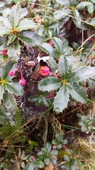 Berberis agapatensis