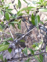 Dunalia brachyacantha