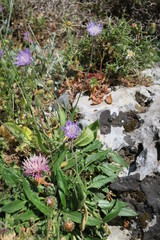 Centaurea raphanina