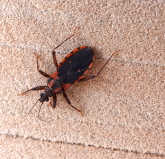 Homalocoris erythrogaster