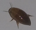 Hydrocanthus debilis