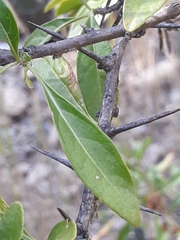 Dunalia brachyacantha