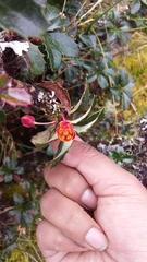 Berberis agapatensis