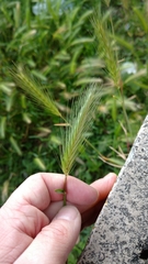 Hordeum spontaneum