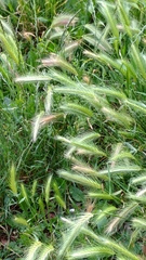 Hordeum spontaneum