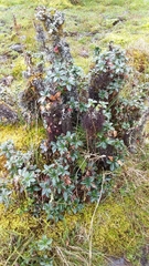 Berberis agapatensis