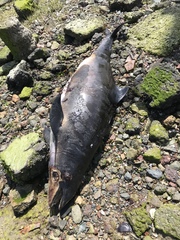Phocoena phocoena vomerina