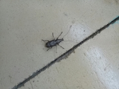 Meconemus infuscatus