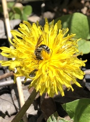 Andrena nasonii