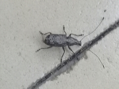 Meconemus infuscatus