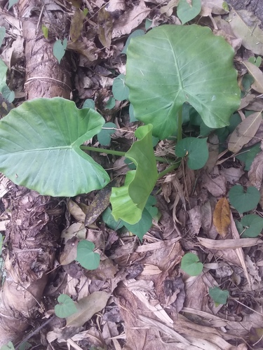 Alocasia odora