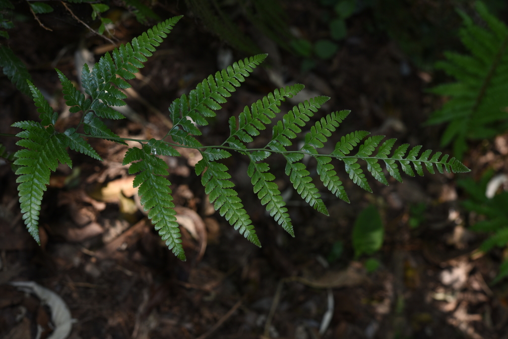 Microlepia trapeziformis