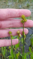 Carex tetrastachya