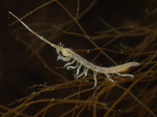 Representative image of Idotea linearis