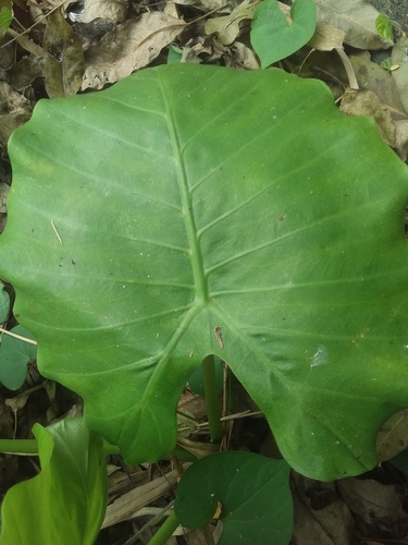 Alocasia odora