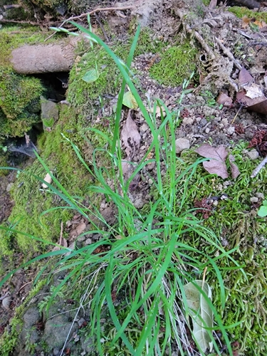 Image of Torrey's Melicgrass (Melica torreyana) by no rights reserved