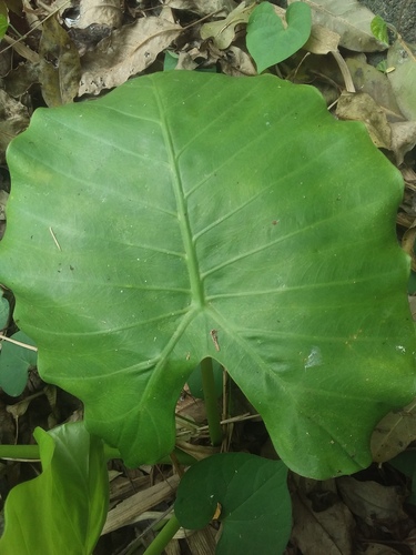 Alocasia odora