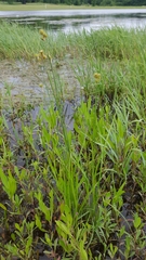 Carex tetrastachya