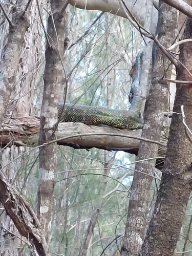 Diamond Python sighting